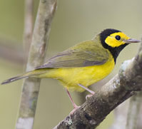 hooded_warbler